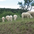 IMG 5315 Senožeče-ovce