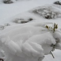 IMG 2320 Snežnik-rušje v snežnem oklepu
