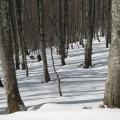 IMG 2336 Snežniški gozdovi