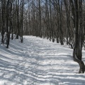 IMG 2337 Pot skozi snežniške gozdove