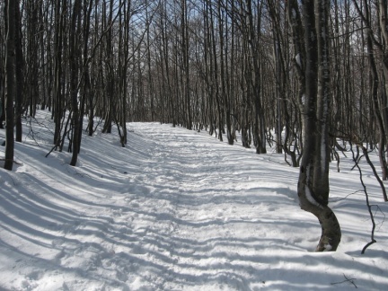 IMG 2337 Pot skozi snežniške gozdove