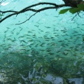 IMG 7433 Ribe v blejskem jezeru
