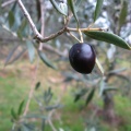 IMG 0646 Šavrinska oliva 