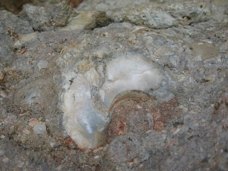 IMG_3304_Vače-ostriga na morski fosilni obali.JPG