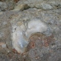 IMG 3304 Vače-ostriga na morski fosilni obali