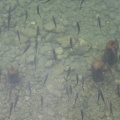 IMG 5842 Kleni v Bohinjskem jezeru