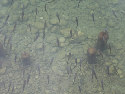 IMG 5842 Kleni v Bohinjskem jezeru