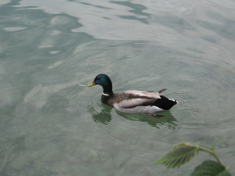 IMG_5136_Račka na Blejskem jezeru.JPG