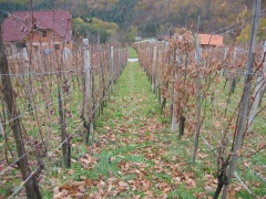 311 1198 Gobnik-vinograd pod Bojčevo zidanico