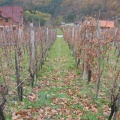 311 1198 Gobnik-vinograd pod Bojčevo zidanico
