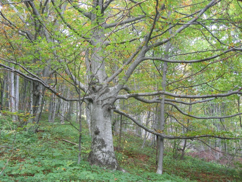 297_9704 Mirna gora-bukev ob gozdni učni poti.jpg