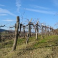 213 1375 Šmarski vinogradi pod Ostrim vrhom