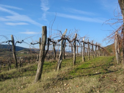 213 1375 Šmarski vinogradi pod Ostrim vrhom