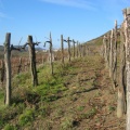 213 1376 Šmarski vinogradi pod Ostrim vrhom