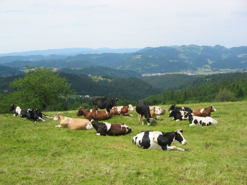 173_7305 Bukovčeve krave na Žirovskem vrhu, zadaj Žiri.JPG