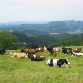 173 7305 Bukovčeve krave na Žirovskem vrhu, zadaj Žiri