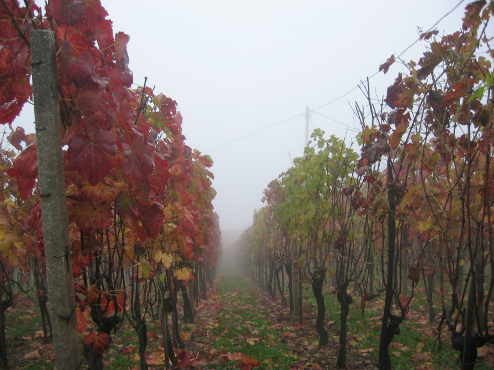 137 3739 Vinograd pri Bojčevi zidanici na Gobniku