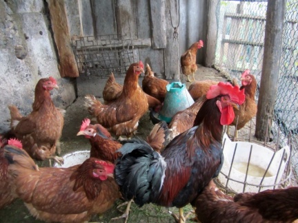 IMG 6492 Brje-kokoši pri Marjanu Piščancu