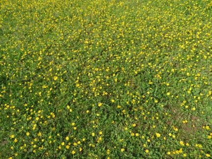 IMG 0434 Cvetoče poljane pri Polju