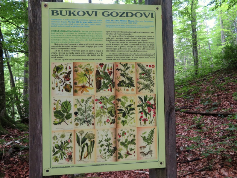 IMG_0786_Ravenski hrib-info tabla Bukovi gozdovi.JPG