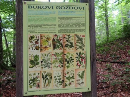 IMG 0786 Ravenski hrib-info tabla Bukovi gozdovi