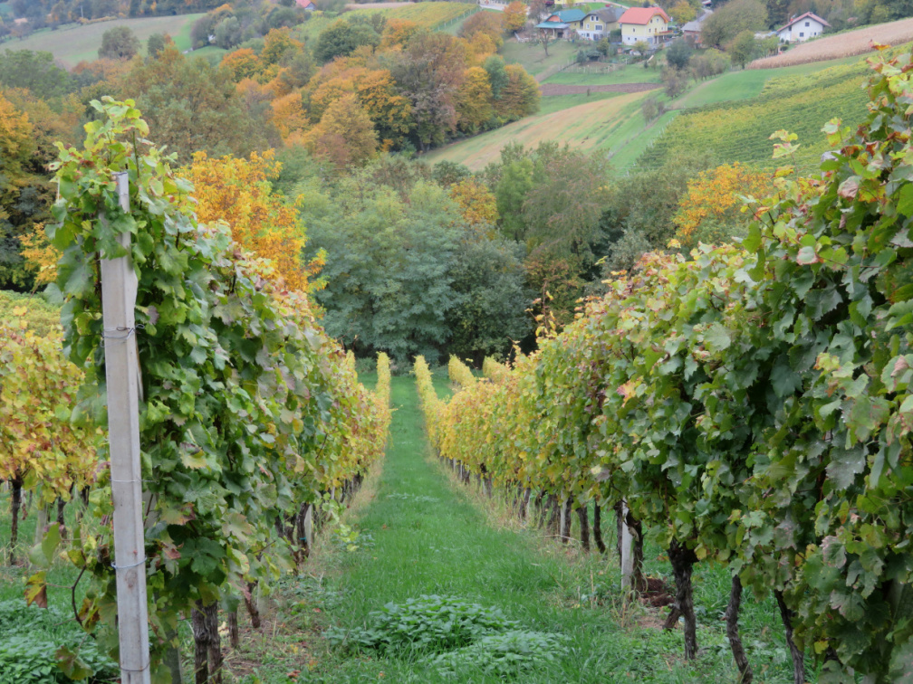 IMG 0862 Sveta Ana v Slovenskih goricah-Poličev vinograd