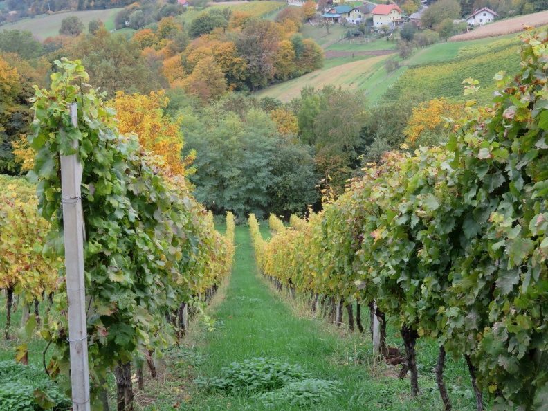 IMG_0862_Sveta Ana v Slovenskih goricah-Poličev vinograd.JPG