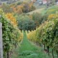 IMG 0862 Sveta Ana v Slovenskih goricah-Poličev vinograd