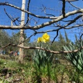 IMG 3724 Narcise pred kanavo (vinsko kletjo) Kodarin v Kavaličih