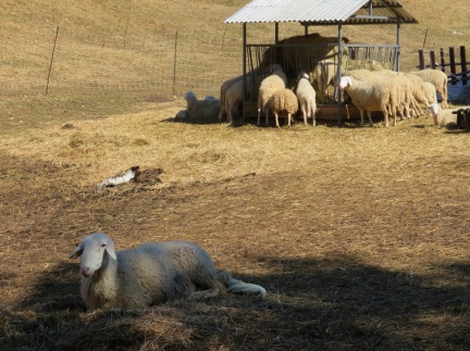 IMG 4039 Ovce na Dobravi