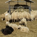 IMG 4040 Ovce na Dobravi
