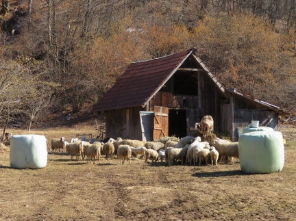 IMG 4077 Ovce pod Ajdovskim gradcem