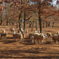 IMG 0504 Ovce ob poti med Baldaši in Labinci